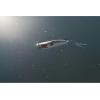 imageBerkley Bullet Pop Topwater Fishing Lure MF Frog 25 oz 70mm  275in Topwater Tail Weighted Design Tuned for Maximum Casting Distance Equipped with Fusion19 Hook